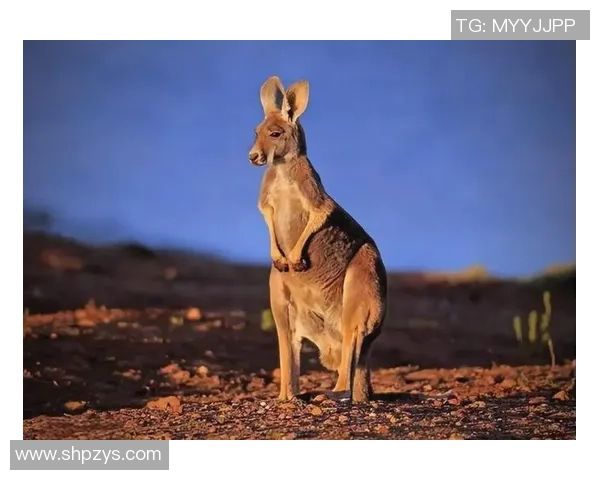 神秘动物再次展现超高预测能力本届准确率已达八成引发关注